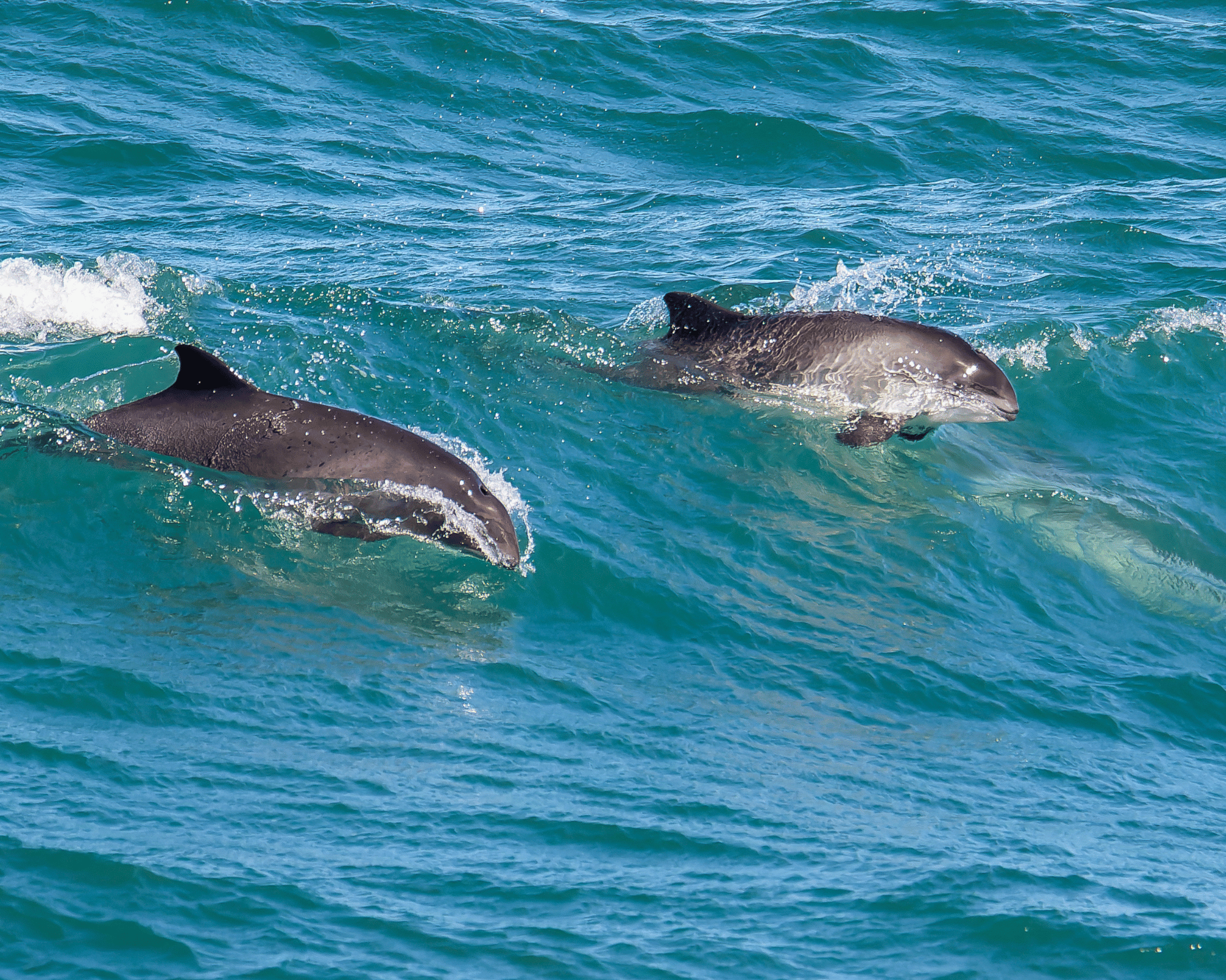 Barti Art 25 raised £1,025!