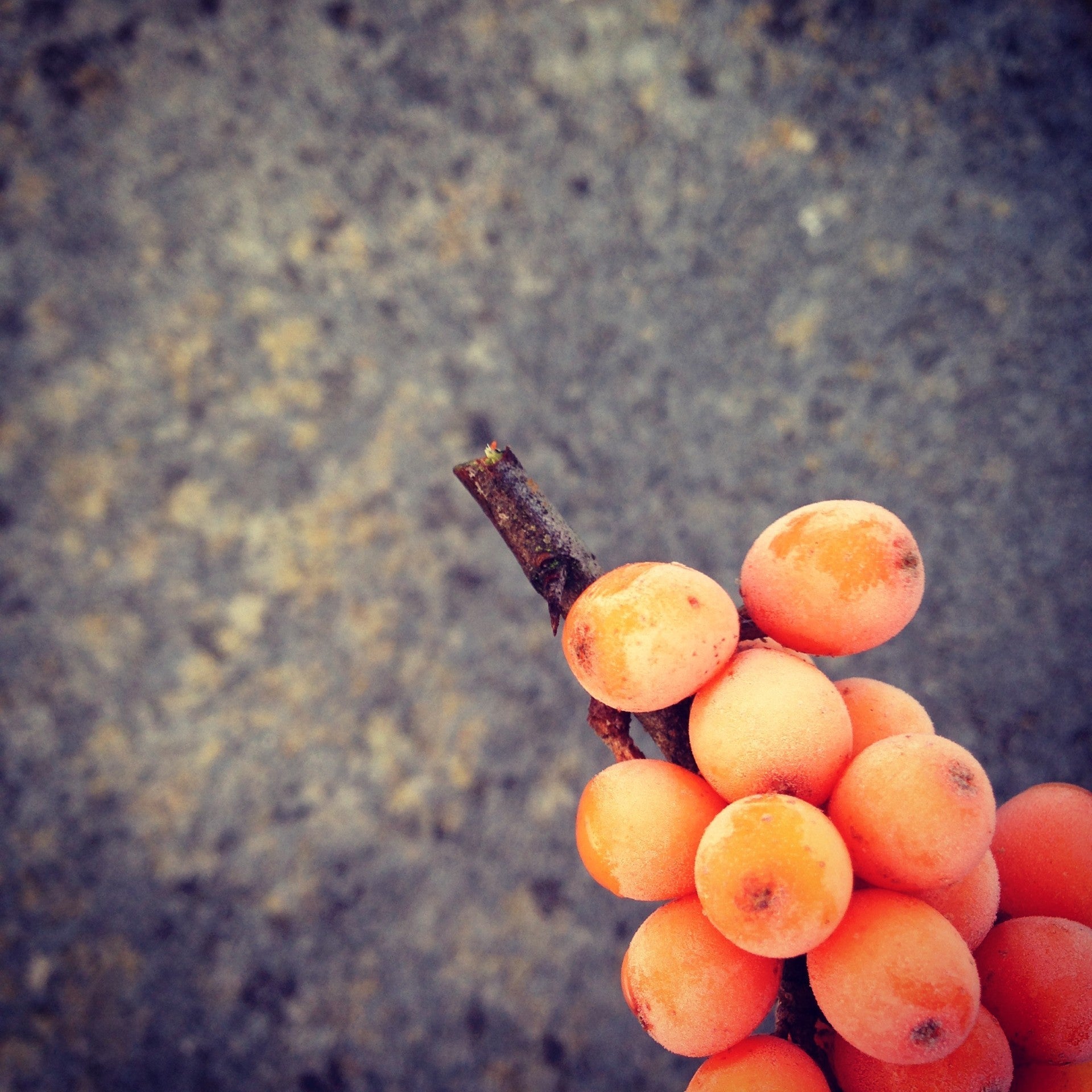 The Sea Buckthorn Berry